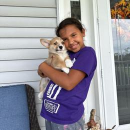 Tater tot - Red male Pembroke Welsh Corgi puppy in Urbana, Ohio from Edgewood Farm and Kennel