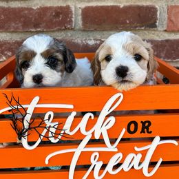 Cavapoo, Cockapoo, Goldendoodle, and Poodle Puppies from Lipscomb Doodles