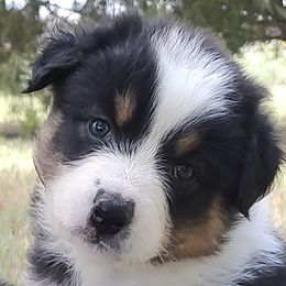 Casey - Black tri-color male Australian Shepherd puppy in Hugo, Colorado from Frying Pan Ranch Australian Shepherds