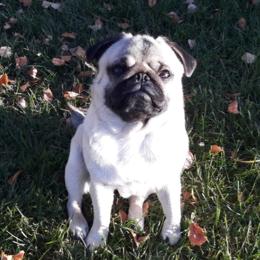 Pug puppies from Blue Haven Stable