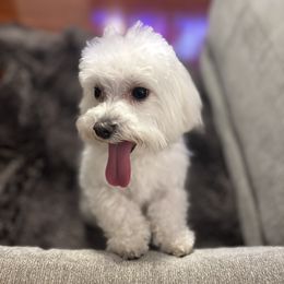 Maltese All Grown Up from Purebred Maltese puppies Florida