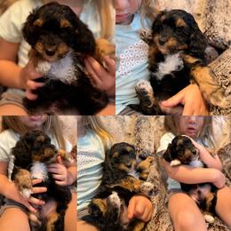 Miles - Black and tan male Cockapoo puppy in Birdsboro, Pennsylvania from Cooper Family Cockapoos