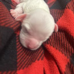 Jack - Buff male Cockapoo puppy in Paradise, Texas from 4W’s F2 Cockapoos