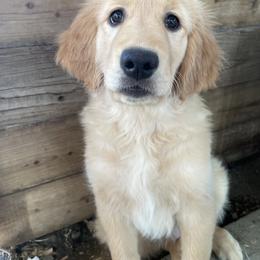 Golden Retriever Puppies from Joyfully Golden