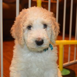 Goldendoodle Puppies from Happy Valley Doodles