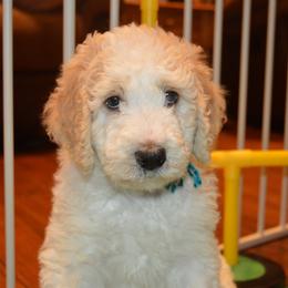 Goldendoodle Puppies from Happy Valley Doodles