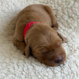 Boy 1 - Dark golden male Golden Retriever puppy in La Verne, California from 4LoveofGoldens