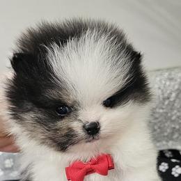 Benny - Tri-colored male Pomeranian puppy in Utica, Ohio from Poodle Me Crazy