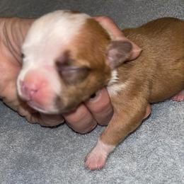 Male 2 - Red male Boston Terrier puppy in Mc Donough, Georgia from Ballard Boston Terriers
