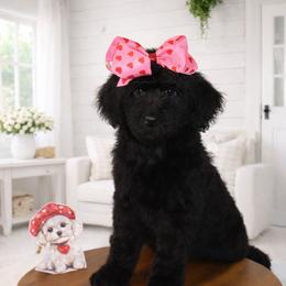 Dolce Gabbana - Black female Bernedoodle puppy in Ohio from Moore Doodles