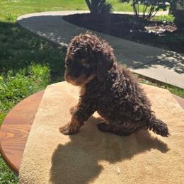 Light Blue Collar Boy PHANTOM - Phantom male Poodle puppy in Henagar, Alabama from Windy Oak Kennels
