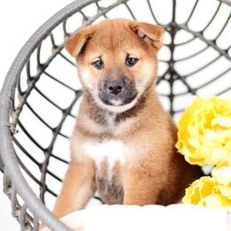 Taro - Red Boy - Red male Shiba Inu puppy in Neosho, Missouri from Sunny Terrace Shibas