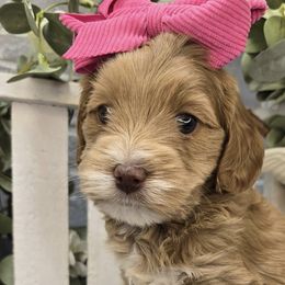 Bernedoodles and Goldendoodles from LaDonna's Doodles