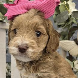 Bernedoodles and Goldendoodles from LaDonna's Doodles