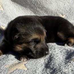 Honeycrisp - Black and red female German Shepherd puppy in Lebanon County, Pennsylvania from Regalimage