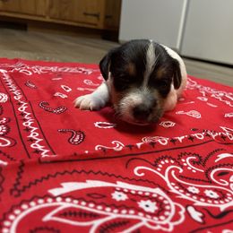 Jack Russell Terrier Puppies from Kilgus Jack Russell Terriers