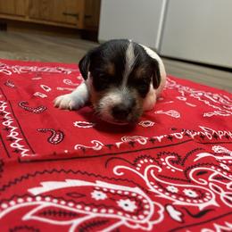 Jack Russell Terrier Puppies from Kilgus Jack Russell Terriers