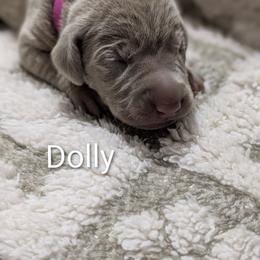 Dolly - Gray female Weimaraner puppy in Evart, Michigan from Drehbar Weimaraners