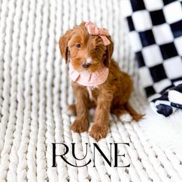 Rune - Red  female Goldendoodle puppy in Springville, Utah from Happy Doodle