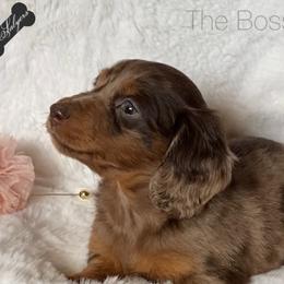 Dachshund and Miniature Schnauzer Puppies from The Bossy Doxie Farm
