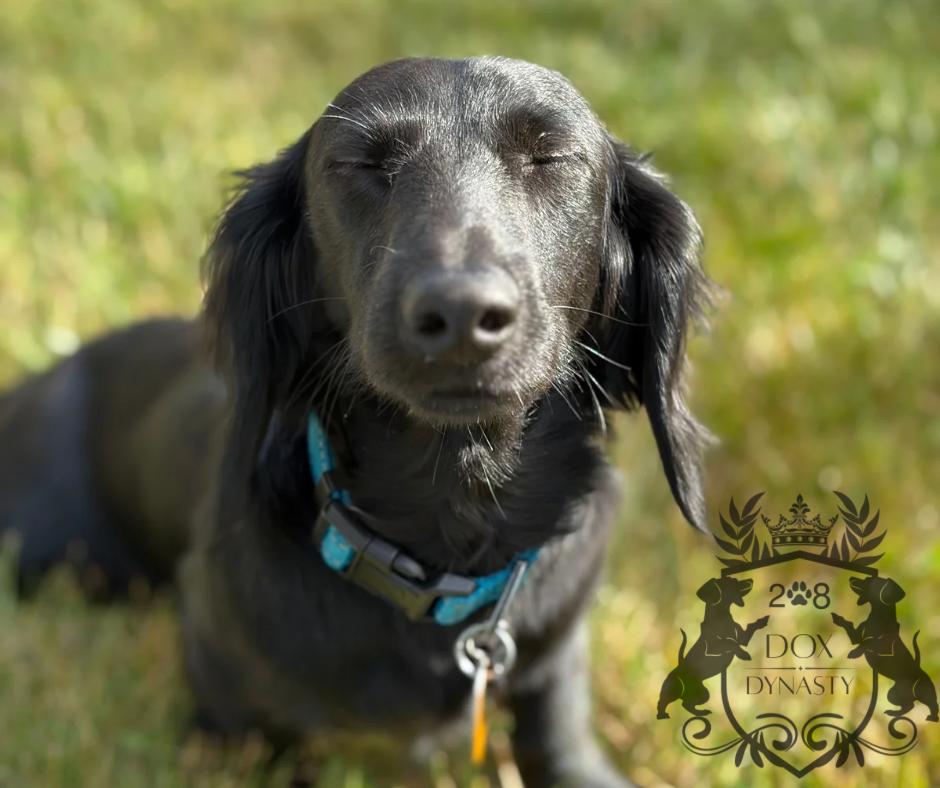 ダックスママ 208 Dox Dynasty in Idaho | Dachshund puppies | Good Dog