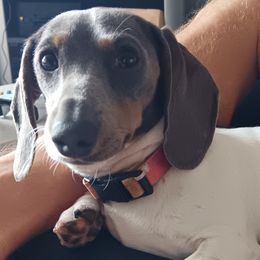 Dachshunds from The Mini Farmhouse