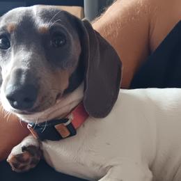 Dachshunds from The Mini Farmhouse