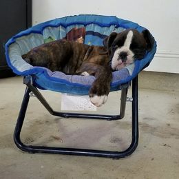 Boxer Puppies from Aleman Boxers