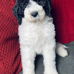 Chase - Black and white female Sheepadoodle puppy in Pataskala And Thornville, Ohio from Four Front Doodles - Pataskala