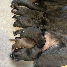 Red Boy - Black male Labrador Retriever puppy in Ericson, Nebraska from Rafter CS Labradors