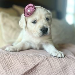 Golden Retriever Puppies from Rigdon Retrievers