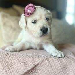 Golden Retriever Puppies from Rigdon Retrievers