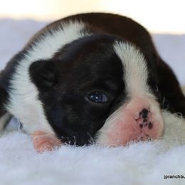 Jolene - Black brindle and white female Boston Terrier puppy in Winnsboro, Texas from JP Ranch Bulldogs