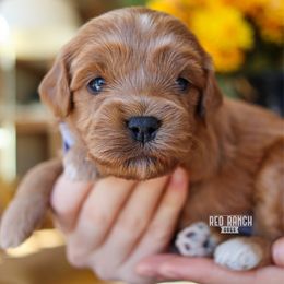 Ash - Red male Cavapoo puppy in Salado, Texas from Red Ranch Dogs