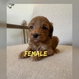 Girl 4 - Red  female Goldendoodle puppy in Glendale, Arizona from Follow Your Bliss Doodles