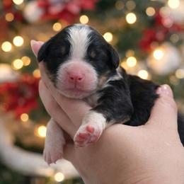 Derek - Tri-color male Bernedoodle puppy in Kilgore, Texas from Furry Tail Doodles
