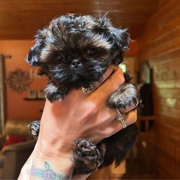 Curveball - Red male Shih Tzu puppy in Nekoosa, Wisconsin from Brox Acres House of Fur LLC
