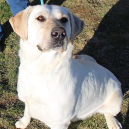 Daisy - Labrador Retriever