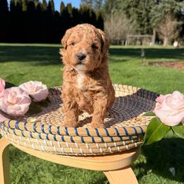Sugar - Apricot female Goldendoodle puppy in Battleground, Washington from Doodles Delight PNW