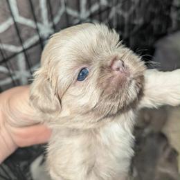 Emerald - Silver female Shih Tzu puppy in Azusa, California from RJ Shih Tzu lover