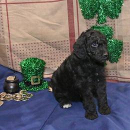 Poodle Puppies from RK'S Pets