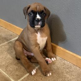 Cooper - Fawn male Boxer puppy in Rochester, Washington from Holly's Boxers of Rochester