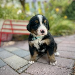 Bernedoodle and Bernese Mountain Dog Puppies from Bernese By Barzees