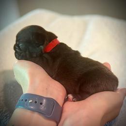 Red (Rusty) - Brindle male French Bulldog puppy in Rochester, Washington from Frenchie Bulldog Kisses