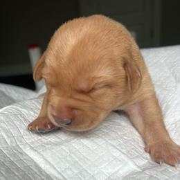 Light pink - Yellow female Labrador Retriever puppy in Monticello, Georgia from Hollow Meadows Retrievers