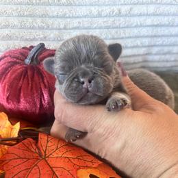 Blue collar - Gray male Cane Corso puppy in Tucson, Arizona from Cane Corso Friends