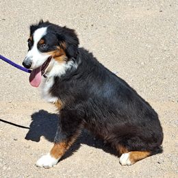 Zippy - Black Australian Shepherd puppy in Golden Valley, Arizona from Rusty Bucket Australian Shepherds