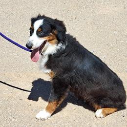 Zippy - Black Australian Shepherd puppy in Golden Valley, Arizona from Rusty Bucket Australian Shepherds