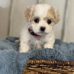 Boy 3 - Blenheim male Cavachon puppy in Smoot, Wyoming from Designer Mountain Mutts