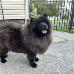 Mira - Chow Chow